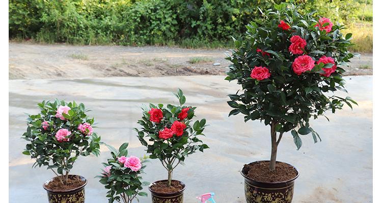 茶花种植的最佳时间和步骤是什么？