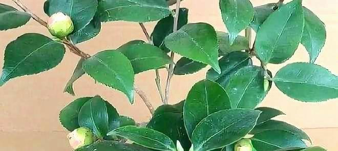 茶花扦插成活率高有什么秘诀？步骤和注意事项是什么？