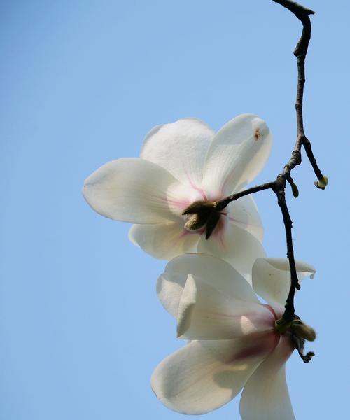 白玉兰花语是什么？寓意有哪些？