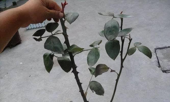 茶花摘心打顶的最佳时间是什么时候？正确的操作方法有哪些？