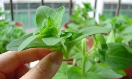 茶花摘心打顶的最佳时间是什么时候？正确的操作方法有哪些？