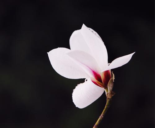白玉兰花象征着什么？如何理解白玉兰花的深层含义？