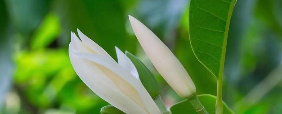 白玉兰花象征着什么？如何理解白玉兰花的深层含义？