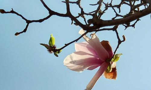 白玉兰花象征着什么？如何理解白玉兰花的深层含义？