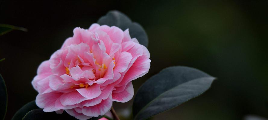茶花长什么样子？如何辨别不同品种的茶花？