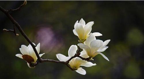 白玉兰花语是什么意思？白玉兰花代表了哪些情感？