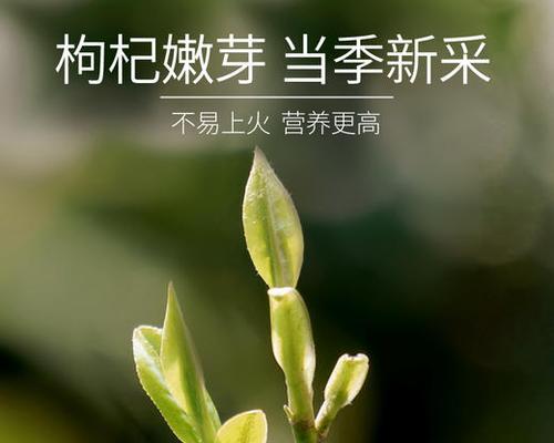 茶花种子发芽需要多长时间？如何提高发芽率？