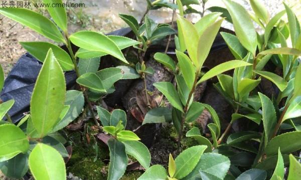 茶花种子发芽需要多长时间？如何提高发芽率？