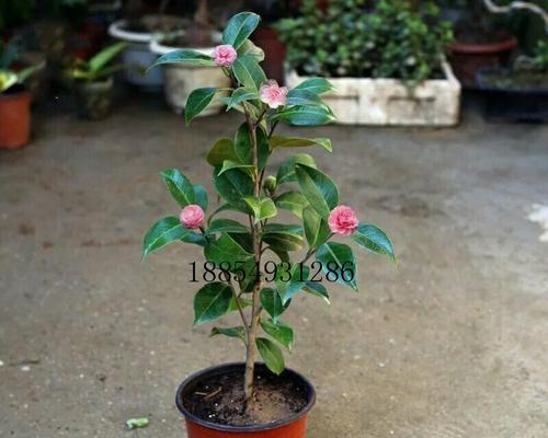 茶花种子发芽需要多长时间？如何提高发芽率？
