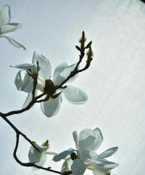 白玉兰花语是什么？如何用白玉兰花表达情感？