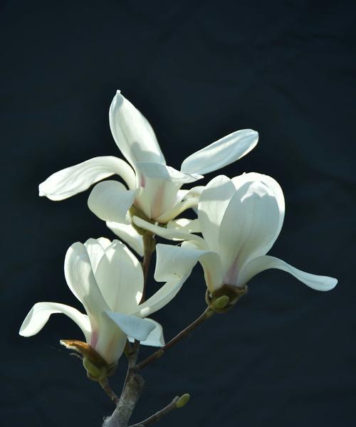 白玉兰花语是什么？如何用白玉兰花表达情感？