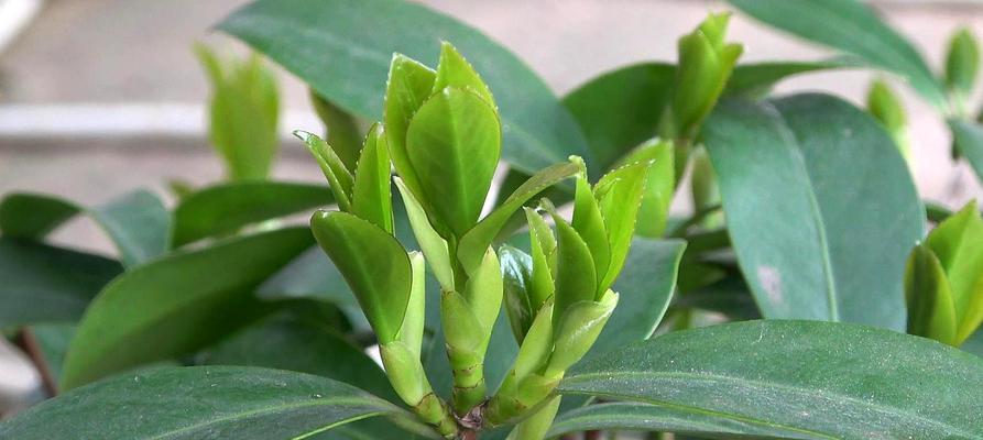 茶花种子种植的最佳时间是什么时候？如何确保高成活率？