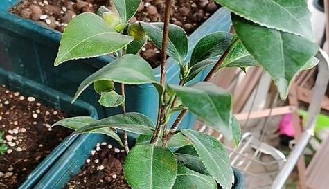 茶花种子种植的最佳时间是什么时候？如何确保高成活率？