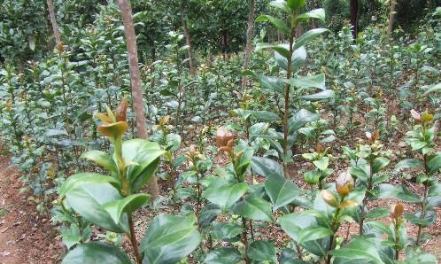 茶花种子种植的最佳时间是什么时候？如何确保高成活率？