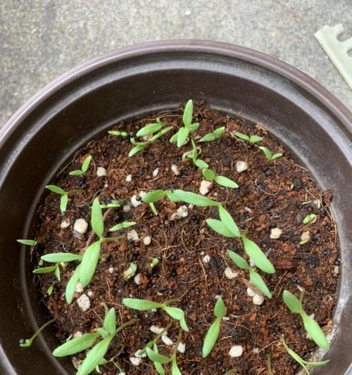 茶花种子怎么催芽？有哪些快速催芽方法？