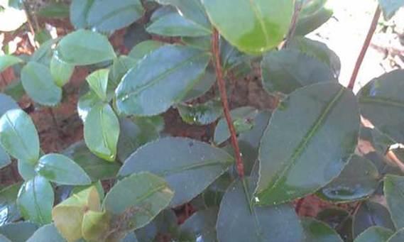 茶花种子怎么催芽？有哪些快速催芽方法？