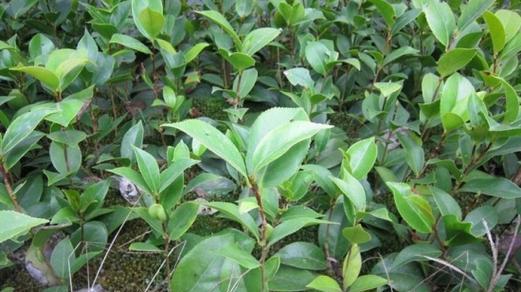 茶花种子怎么种植？种植过程中需要注意哪些问题？