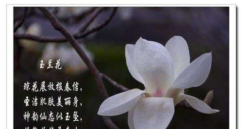 白玉兰的寓意象征意义是什么？如何正确理解白玉兰的花语？