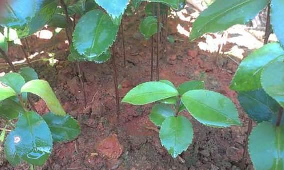 茶花种子怎么种植？种植过程中需要注意哪些问题？