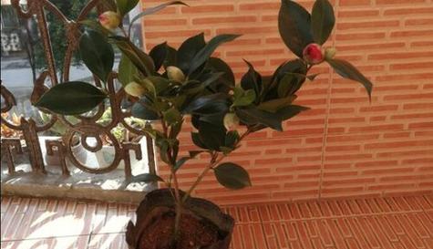 茶花种子怎么种植？种植过程中需要注意哪些问题？