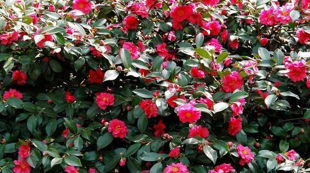 茶花种子怎么种植方法？种植过程中需要注意哪些问题？