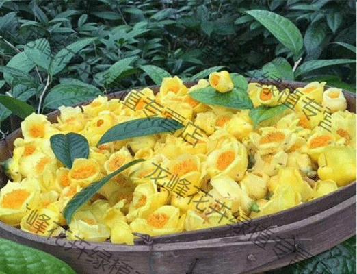 茶花种子怎么种植方法？种植过程中需要注意哪些问题？