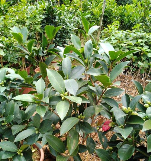 茶花种子怎么种植方法？种植过程中需要注意哪些问题？