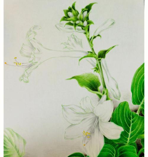 白玉簪的花语是什么？如何正确解读白玉簪的含义？