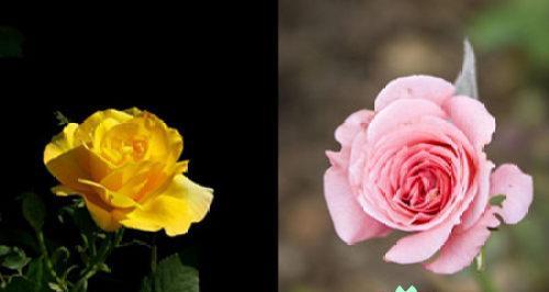 白月季花语是什么？如何用白月季表达情感？