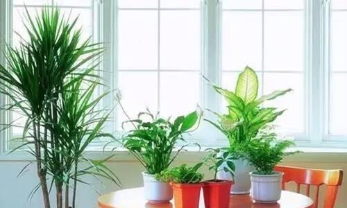 茶几上适合放哪些植物来提升风水？