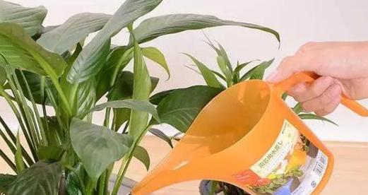 茶枯水浇花好吗？使用茶枯水对植物有哪些影响？
