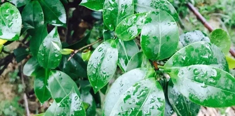 茶枯水浇花好吗？使用茶枯水对植物有哪些影响？