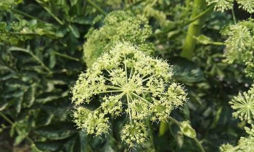 白芷的花语有哪些含义？