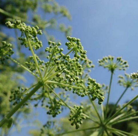 白芷的花语有哪些含义？