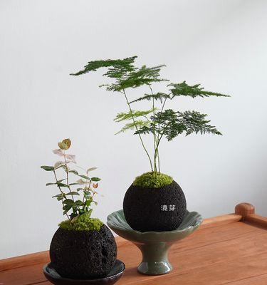茶楼适合放什么植物？如何选择合适的室内植物？