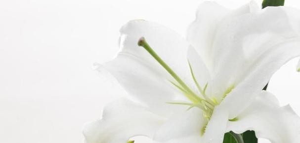 百合花语是什么意思？不同颜色的百合花代表什么含义？