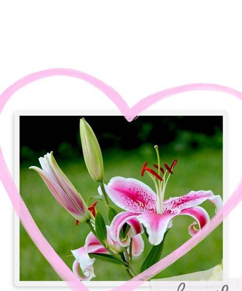 百合花语是什么意思？不同颜色的百合花代表什么含义？