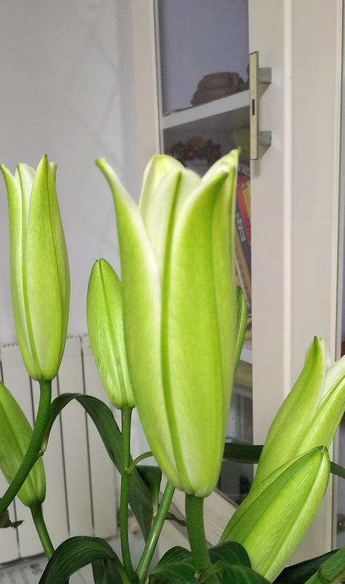 百合花代表什么？不同颜色百合的含义是什么？