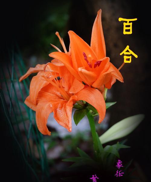 百合的花语是什么？不同颜色的百合花代表什么含义？
