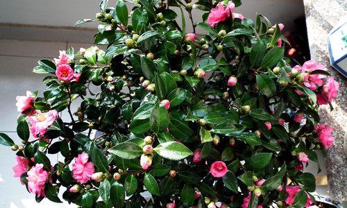 茶梅和茶花哪个更好养？养护技巧有哪些？