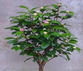 茶梅和茶花哪个更好养？养护技巧有哪些？