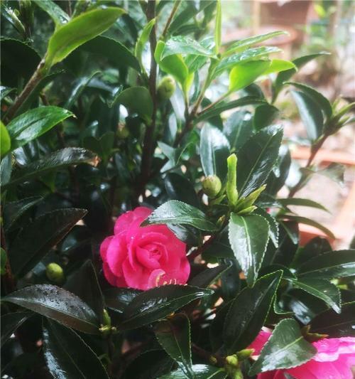 茶梅和茶花哪个更好养？养护技巧有哪些？