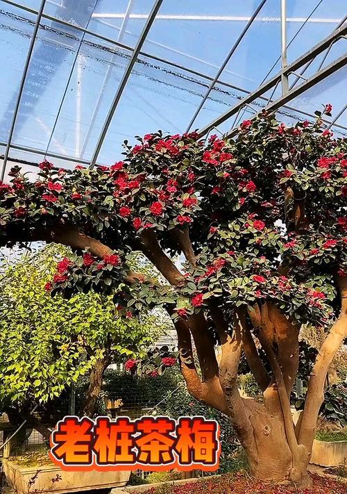 茶梅花期持续多久？如何延长花期？