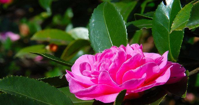 茶梅花期持续多久？如何延长花期？