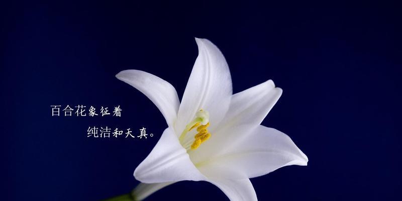 百合花语代表什么？不同颜色百合的含义有哪些？