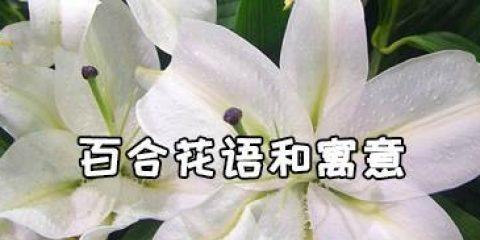百合花语代表什么？不同颜色百合的含义有哪些？