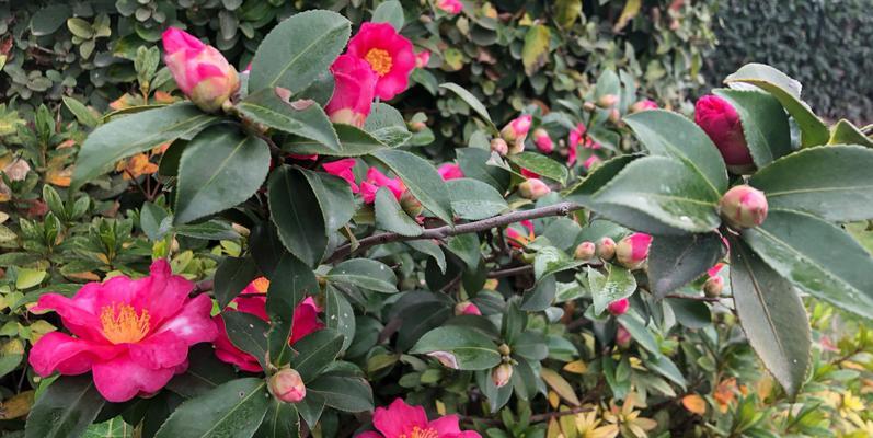 茶梅花期多长时间？如何延长花期？