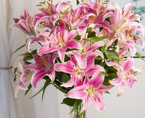 百合花语是什么？如何理解百合的寓意？