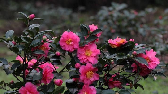 茶梅花期多长时间？如何延长花期？