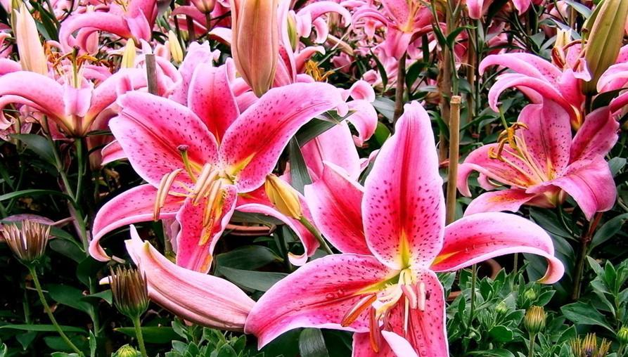 百合花语是什么？如何理解百合的寓意？